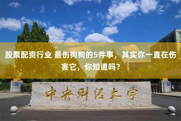 股票配资行业 最伤狗狗的5件事，其实你一直在伤害它，你知道吗？