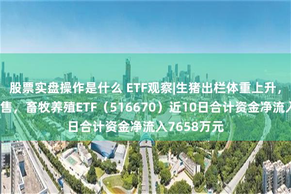 股票实盘操作是什么 ETF观察|生猪出栏体重上升，二育加快销售，畜牧养殖ETF（516670）近10日合计资金净流入7658万元